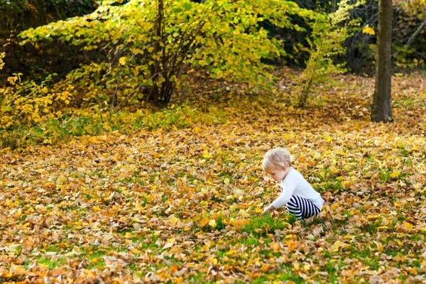 Little toddler boy in autumn park — Stock Photo, Image