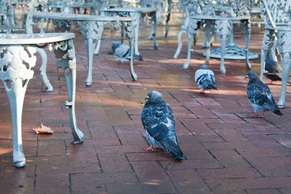 Colombes et chaises en fer dans le café extérieur automne — Photo