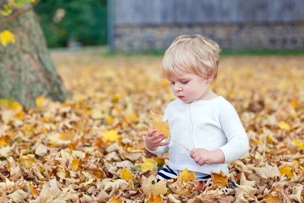 Little toddler boy in autumn park — Stock Photo, Image