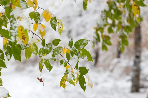 Erster Schnee im Herbst im Wald — Stockfoto