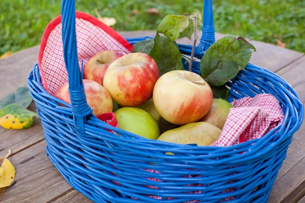 Cesta con manzanas frescas en el jardín de otoño —  Fotos de Stock