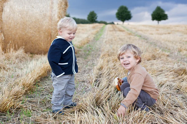 Two little toddler boys playing on straw field — Stock Photo, Image