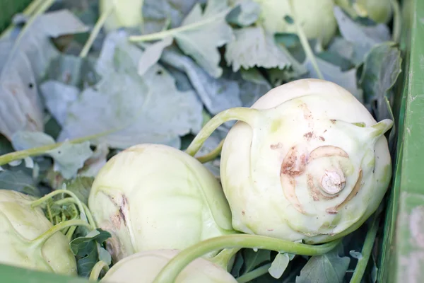 Fresh healthy bio kohlrabi on farmer market — Stock Photo, Image