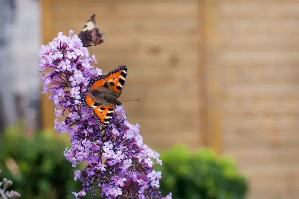 Hermosa mariposa sentada en la flor — Foto de Stock