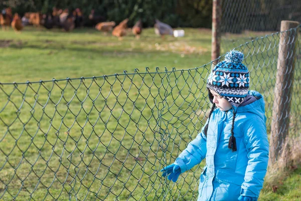 Kleiner Junge schaut Hühnern zu — Stockfoto