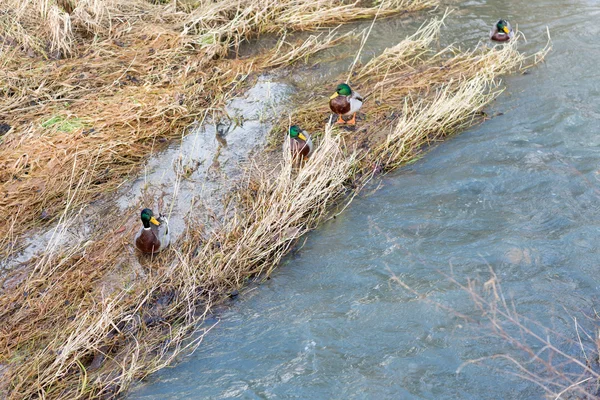 Wilde eenden in de buurt van water in de rivier — Stockfoto