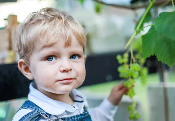 小小的蹒跚学步的男孩吃葡萄 — 图库照片