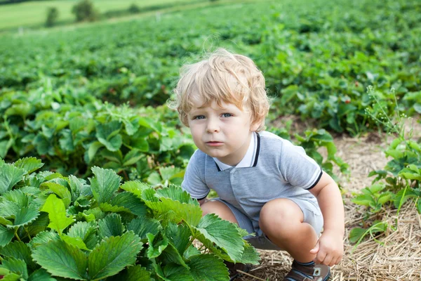 Menino dois anos na fazenda de morango — Fotografia de Stock