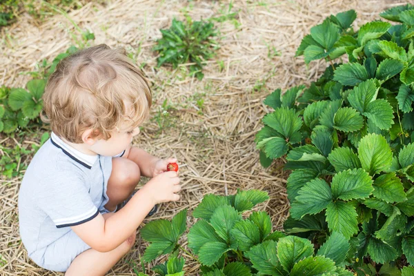 Niño pequeño dos años en la granja de fresas — Foto de Stock