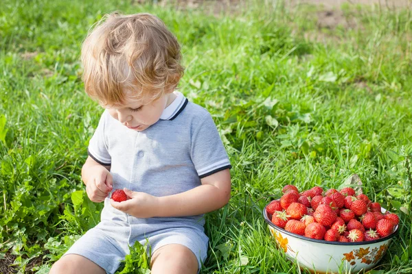 Adorable toddler with bowl strawberries on organic farm — Stock Photo, Image