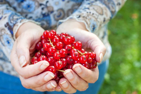 Hand av vuxna anläggning röda vinbär — Stockfoto