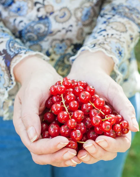 Main d'adulte tenant des groseilles rouges — Photo