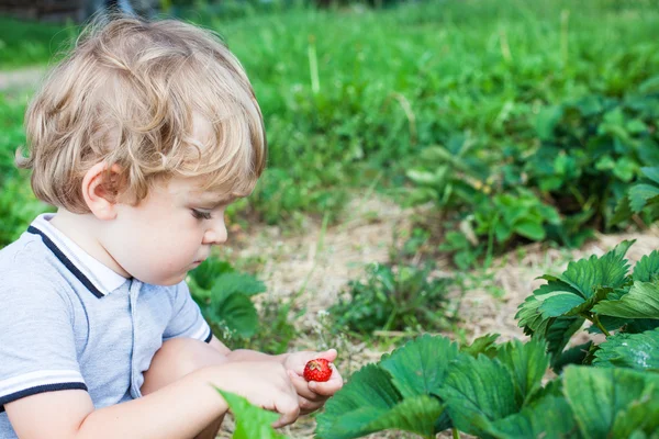 Mały chłopiec dwa lata na farmie truskawka — Zdjęcie stockowe
