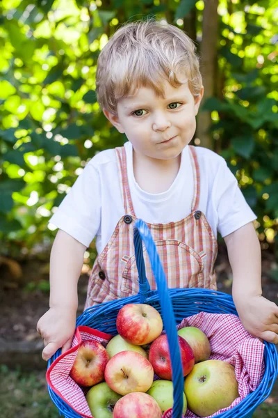 Menino bonito com cesta de maçã no verão — Fotografia de Stock