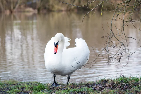 White swan on a spring lake, Germany — Stock Photo, Image