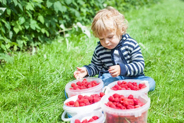 Little toddler boy with a lot of bowl with fresh ripe raspberrie — Stock Photo, Image