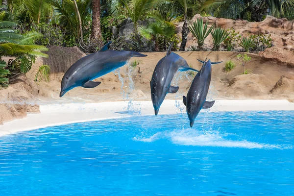 Delfini che fanno uno spettacolo in piscina — Foto Stock