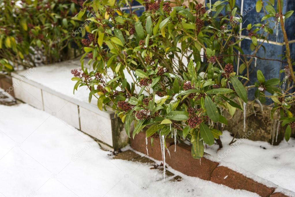 Icicles on green bush in cold winter