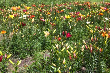 Yaz alanında güzel zambak