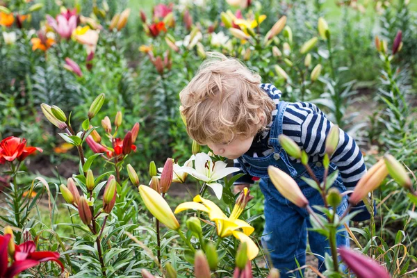 Mały chłopiec malucha na polu lilia latem — Zdjęcie stockowe