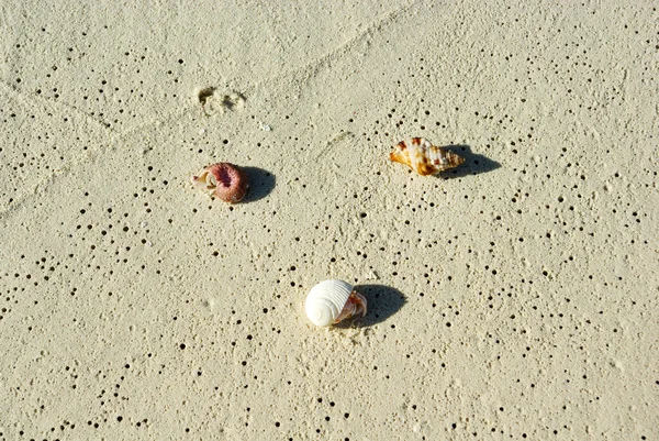 Primer plano de pequeños cangrejos arrastrándose hacia el mar —  Fotos de Stock