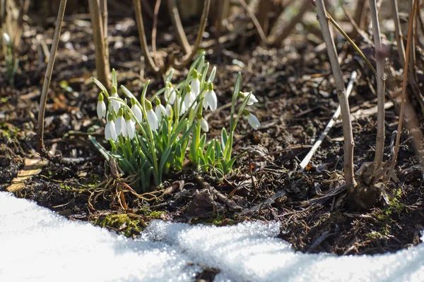 Весняні квіти снігу зі снігом — стокове фото