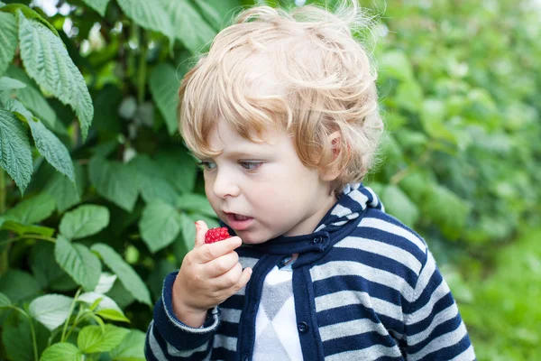 Pequena criança comendo framboesa — Fotografia de Stock