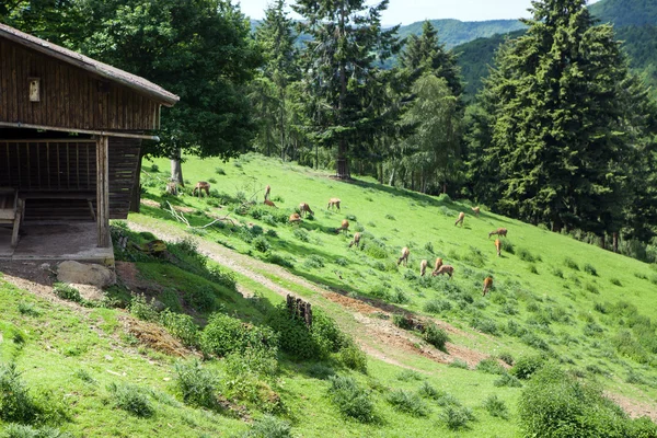 Herten kudde op groene weide — Stockfoto