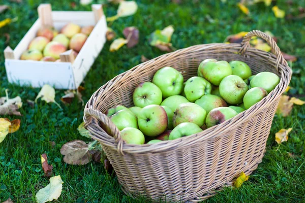 Crop of green apples in basket — Stock Photo, Image