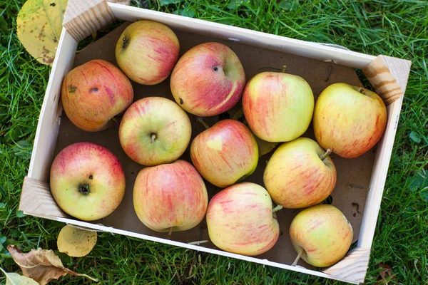 Coltivazione di mele verdi nel cestino — Foto Stock