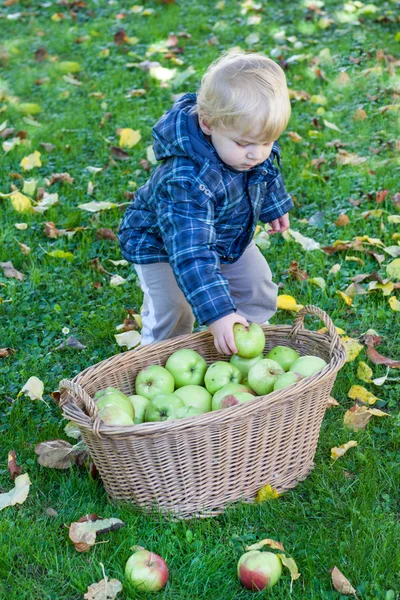 Kleine peuter jongen met mand vol van appels — Stockfoto