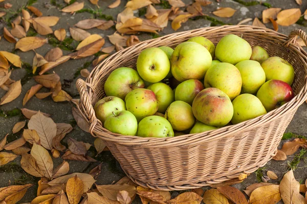 Colheita de maçãs verdes em cesta — Fotografia de Stock