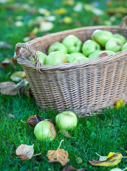 Crop of green apples in basket — Stock Photo, Image