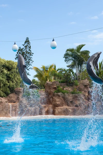 Delfines haciendo un espectáculo en la piscina —  Fotos de Stock