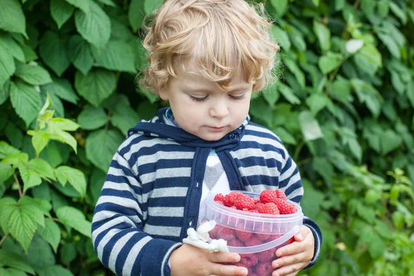 Little toddler with raspberry bucket — Stock Photo, Image