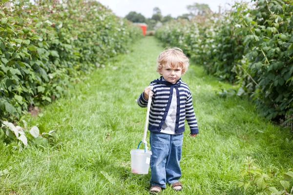 ラズベリーのバケツで小さな幼児 — ストック写真