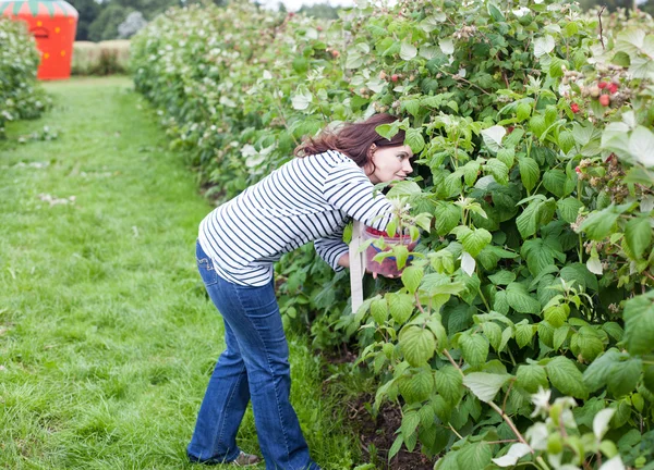 Young woman on organic raspberry farm in summer — Stockfoto