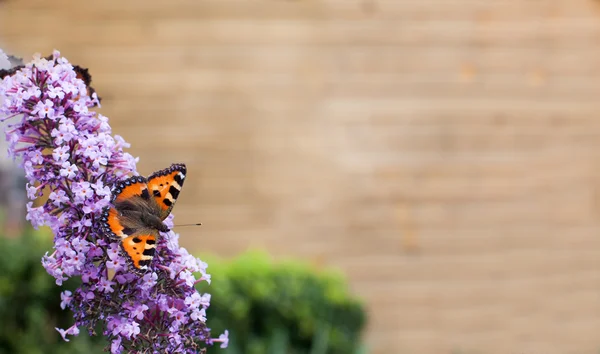 Hermosa mariposa sentada en la flor — Foto de Stock