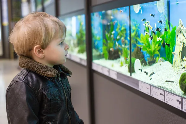 Little boy watches fishes in aquarium