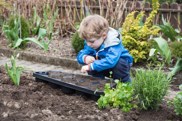 Liten pojke plantera frön i grönsakslandet — Stockfoto