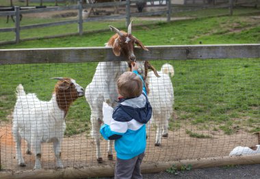 biraz yürümeye başlayan çocuk Hayvanat Bahçesi hayvan besleme