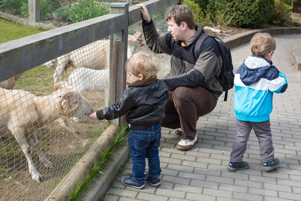 Dois meninos e pai alimentando animais no zoológico — Fotografia de Stock