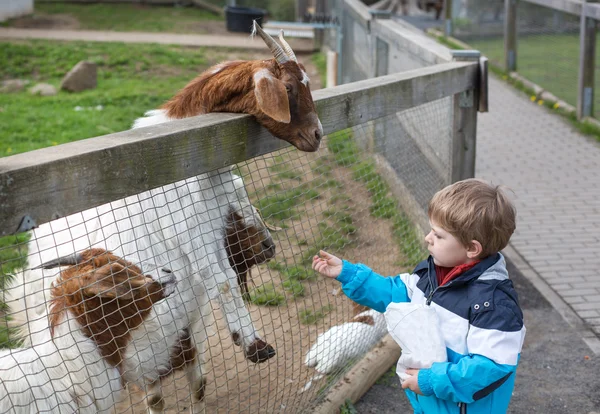 Menino pequeno alimentando animais no zoológico — Fotografia de Stock