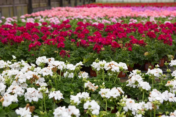 Invernadero con flores de geranio en flor — Foto de Stock