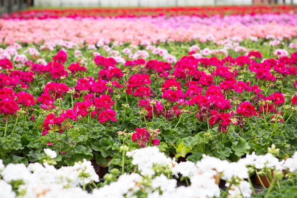 Invernadero con flores de geranio en flor — Foto de Stock