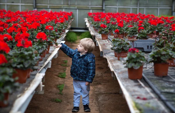 Little toddler boy in greenhouse — Stock Photo, Image
