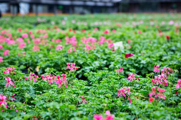 Invernadero con flores de geranio en flor — Foto de Stock
