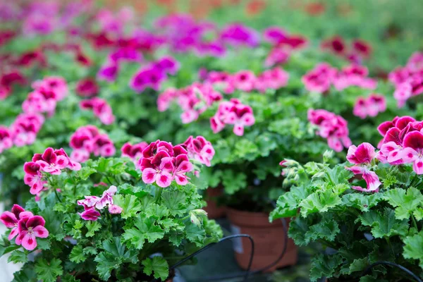 Växthus med blommande pelargon blommor — Stockfoto