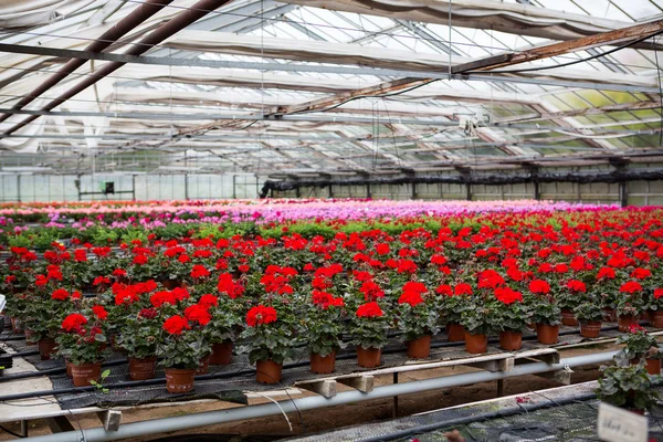 Invernadero con flores de geranio en flor — Foto de Stock