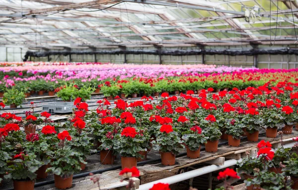 Greenhouse with blooming geranium flowers — Stock Photo, Image